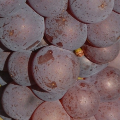 Blauer Silvaner ANT 0413b